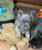 Franse bulldog pups, Dieren en Toebehoren, Nederland, Rabiës (hondsdolheid), 8 tot 15 weken, Bulldog