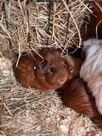 Lieve cavia zeugjes en beertjes, Dieren en Toebehoren, Knaagdieren, Meerdere dieren, Cavia, Voor 1 juli 2024, Tam