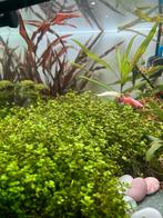 Micranthemum Monte Carlo plant, Dieren en Toebehoren, Vissen | Aquariumvissen, Vis