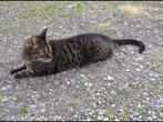 NOG STEEDS VERMIST !!!!, Dieren en Toebehoren, Katten en Kittens | Overige Katten, Kater, Kortharig, 6 jaar of ouder
