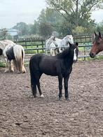 Lieve kinderpony, Dieren en Toebehoren, Pony's, Ruin