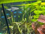 Visbesrand / roodkopzalm, blauwe neon, danio, kardinaal,, Vis, Zoetwatervis, Schoolvis