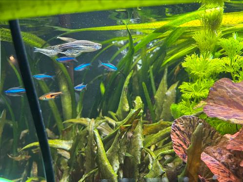 Visbesrand / roodkopzalm, blauwe neon, danio, kardinaal,, Dieren en Toebehoren, Vissen | Aquariumvissen, Zoetwatervis, Vis, Schoolvis