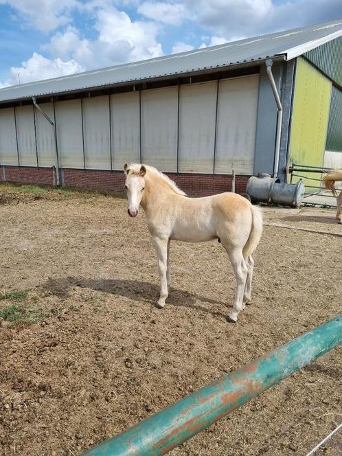 haflinger hengstveulens, Dieren en Toebehoren, Paarden, Hengst, Minder dan 160 cm, 0 tot 2 jaar, Recreatiepaard, Met stamboom