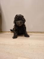 Toy poedel pups nog 1 reutje, Poedel, CDV (hondenziekte), 8 tot 15 weken, Meerdere