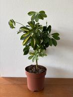 Schefflera Gold Capella - Mooie Kamerplant, Ophalen, Overige soorten, Halfschaduw, In pot