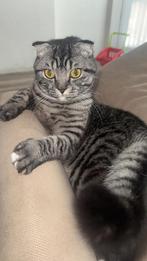 Rico lieve Brits Korthaar en een Scottish Fold