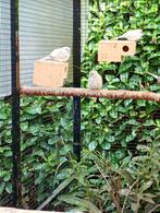 Mooie diamantduifjes 2025, Dieren en Toebehoren, Vogels | Overige Vogels, Meerdere dieren