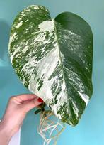 Mooie, gewortelde Monstera Albo Variegata stek / wit mint, Ophalen, Overige soorten, Minder dan 100 cm