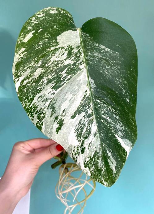 Mooie, gewortelde Monstera Albo Variegata stek / wit mint, Huis en Inrichting, Kamerplanten, Overige soorten, Minder dan 100 cm