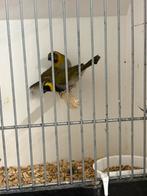 Drie koppels  cubavinken ., Meerdere dieren, Tropenvogel