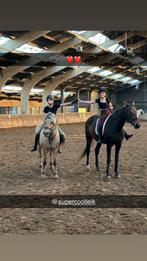 Verzorg pony gezocht/verzorger aangeboden♥️, Dieren en Toebehoren, Ophalen of Verzenden, Nieuw