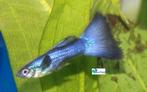 Guppy - Blue "Mix" Male, Vis, Zoetwatervis