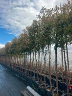 Photinia Red Robin, Glansmispel van€129,50 voor€79,50 OP=OP, Tuin en Terras, Volle zon, Lente, 400 cm of meer, Overige soorten