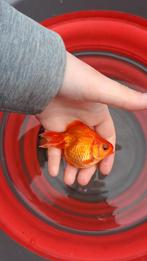 Ryukin goudvis, Dieren en Toebehoren, Vissen | Vijvervissen, Goudvis(sen)