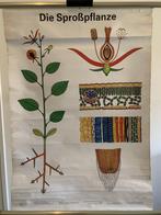 fraaie schoolplaat de spruit plant Die Sprosspflanze (S71, Ophalen of Verzenden, Natuur en Biologie