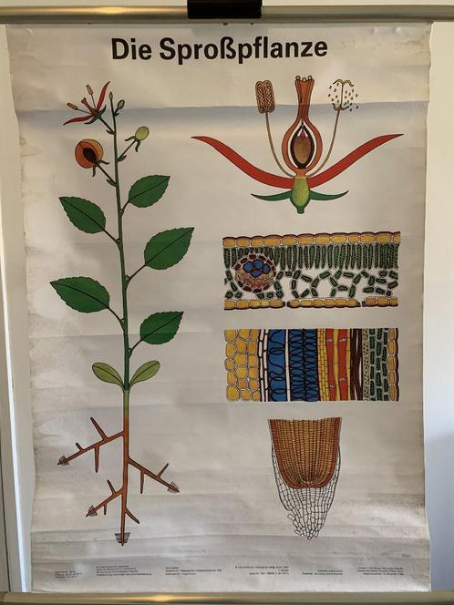fraaie schoolplaat de spruit plant Die Sprosspflanze (S71, Antiek en Kunst, Antiek | Schoolplaten, Natuur en Biologie, Ophalen of Verzenden