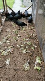 Jonge rijnlander krielkippen, Dieren en Toebehoren, Pluimvee, Vrouwelijk, Kip