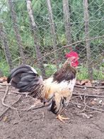 2 serama hanen, Dieren en Toebehoren, Pluimvee, Mannelijk, Kip