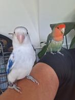 Opzoek naar een gouden mandje voor deze twee agapornissen, Meerdere dieren, Parkiet