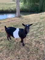 Zwartbonte geit, Dieren en Toebehoren, Vrouwelijk, Geit