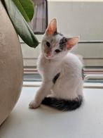 Kitten poesje 9 weken oud, Dieren en Toebehoren, Meerdere dieren