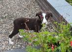 Heel aparte FRIESE STABIJ x BORDER COLLIE pups, Dieren en Toebehoren, Honden | Niet-rashonden, Nederland, CDV (hondenziekte), 8 tot 15 weken
