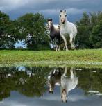twee B-Welsh jaarling hengsten, Dieren en Toebehoren, Pony's, Hengst, B pony (1.17m tot 1.27m), 0 tot 2 jaar, Gechipt