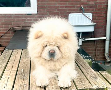 Prachtige crèmekleurige Chow Chow dekreu  beschikbaar voor biedingen