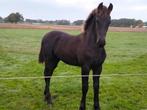 TE KOOP SUPER FRIESE FRIES HENGSTVEULEN MET VEEL PREF.., Dieren en Toebehoren, Paarden, Hengst, Niet van toepassing, Minder dan 160 cm