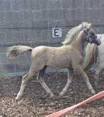 Lieve A Welsh en Shetlander veulens, Dieren en Toebehoren, Pony's, Niet van toepassing, 0 tot 2 jaar, A pony (tot 1.17m), Gechipt