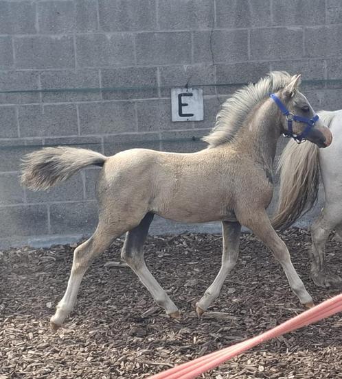 Lieve A Welsh en Shetlander hengst veulen, Dieren en Toebehoren, Pony's, Meerdere dieren, Niet van toepassing, A pony (tot 1.17m)