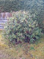 Grote rododendron / rhododendron, Vaste plant, Halfschaduw, Lente, Ophalen