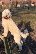 Gezonde, Vriendelijke Labradoodle dekreu met stamboom, Dieren en Toebehoren, Honden | Dekreuen, 6 jaar of ouder, Reu, Eén hond