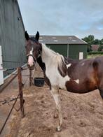 Barock pinto merrie 2 jaar, Dieren en Toebehoren, Merrie