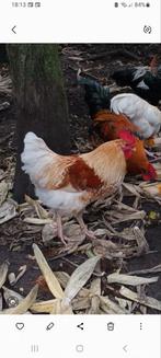 Lohmann Haan Groot Ras, Dieren en Toebehoren, Pluimvee, Mannelijk, Kip