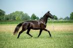 Mooie 3 jarige merrie v. Fürst dior, Dieren en Toebehoren, Merrie, Gechipt, Dressuurpaard, 3 tot 6 jaar