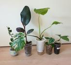 Set kamerplantjes, anthurium, ficus, lipstickplant, Ficus, Ophalen of Verzenden, In pot, Minder dan 100 cm