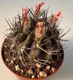 Neoporteria Paucicostata Viridis, Cactus, Ophalen of Verzenden