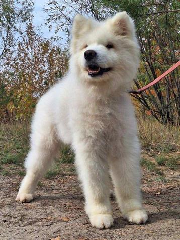 Help Pets Adoptie Sharpei Dobermann Samoyed uit Oekraine beschikbaar voor biedingen