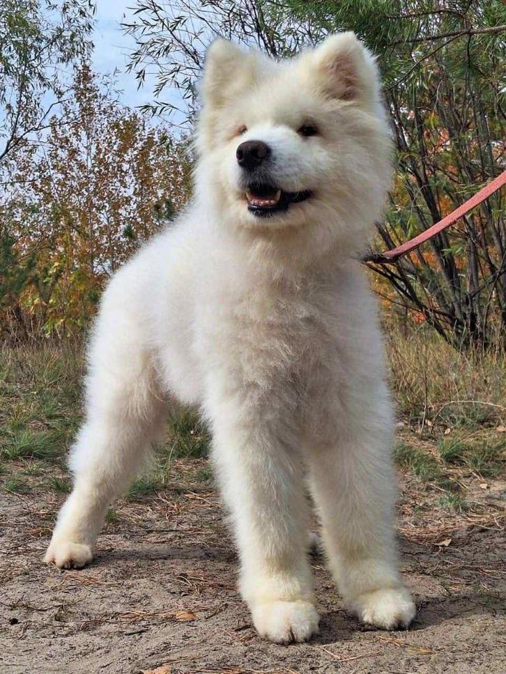 Help Pets Adoptie Herder Dobermann Samoyed uit Oekraine, Dieren en Toebehoren, Honden | Niet-rashonden, Middel, Meerdere dieren