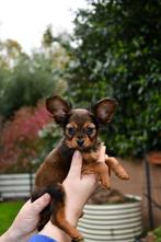 Russkiy Toy  pups  met FCI-VDH stamboom, Dieren en Toebehoren, Fokker | Hobbymatig, 15 weken tot 1 jaar, Overige rassen, Buitenland