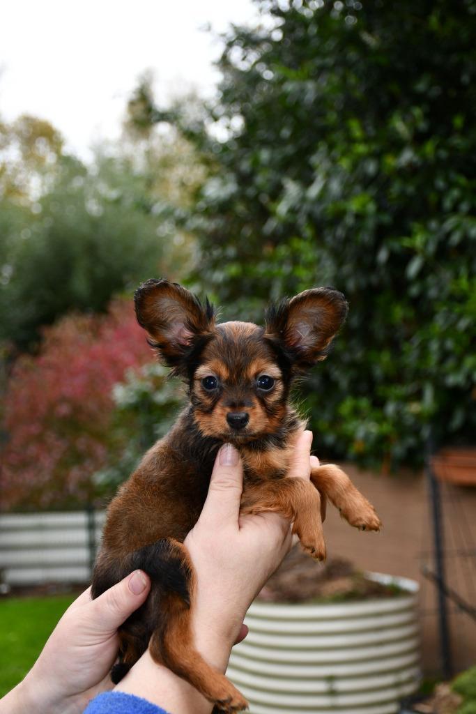 Russkiy Toy  pups  met FCI-VDH stamboom, Dieren en Toebehoren, Honden | Chihuahua's en Gezelschapshonden, Meerdere dieren, Overige rassen
