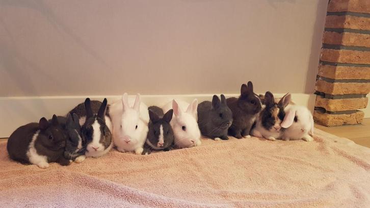 Lieve jonge dwergkonijntjes, ook Loffelohr  (Rabbit Ranch), Dieren en Toebehoren, Konijnen, Dwerg, Meerdere dieren