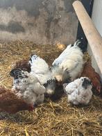 4 hennen en 1 haan brahma, Dieren en Toebehoren, Meerdere dieren, Kip