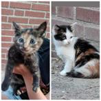 Boerderij kittens opgegroeid met kinderen, Meerdere dieren, Kortharig, 0 tot 2 jaar