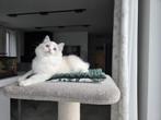 Ragdoll, Dieren en Toebehoren, Katten en Kittens | Raskatten | Langhaar, Poes, Gechipt, 0 tot 2 jaar