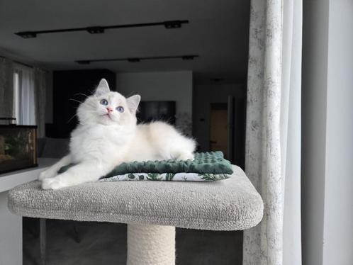 Ragdoll, Dieren en Toebehoren, Katten en Kittens | Raskatten | Langhaar, Poes, 0 tot 2 jaar, Met stamboom, Gechipt, Ontwormd, Ingeënt