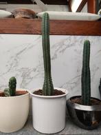 San Pedro, Ophalen of Verzenden, Overige soorten, Minder dan 100 cm