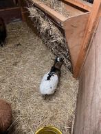 Dwerggeit, Mannelijk, Geit